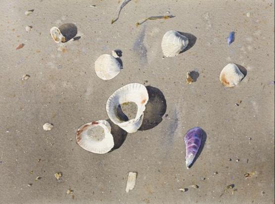 557x412 Stanislaw Zoladz Realistic Watercolor Paintings - Watercolour Shell Paintings