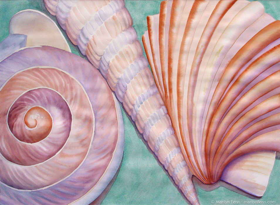 955x700 Tiny Shells Large Still Life Watercolor Painting On Paper By - Watercolour Shell Paintings