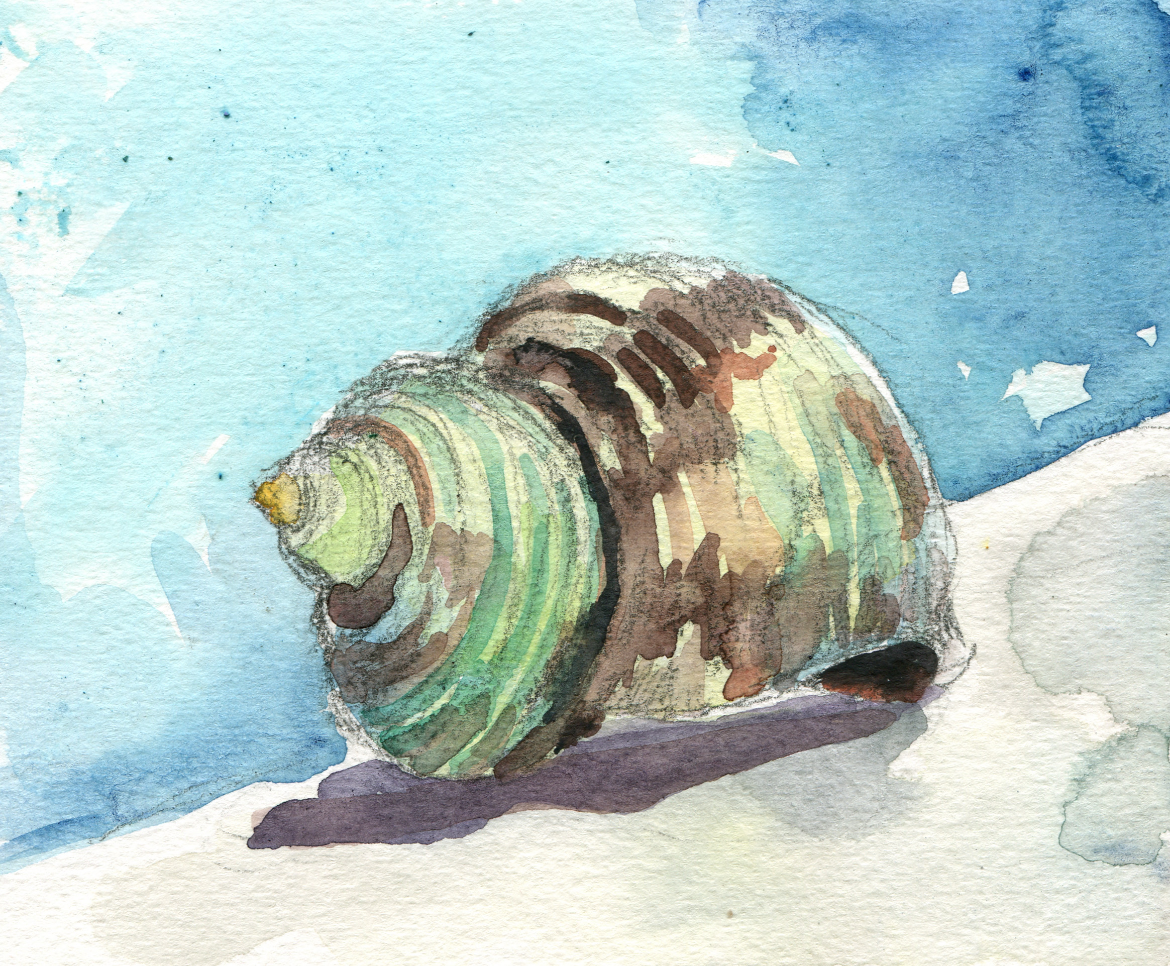 2329x1923 Watercolor Lemon A Day - Watercolour Shell Paintings