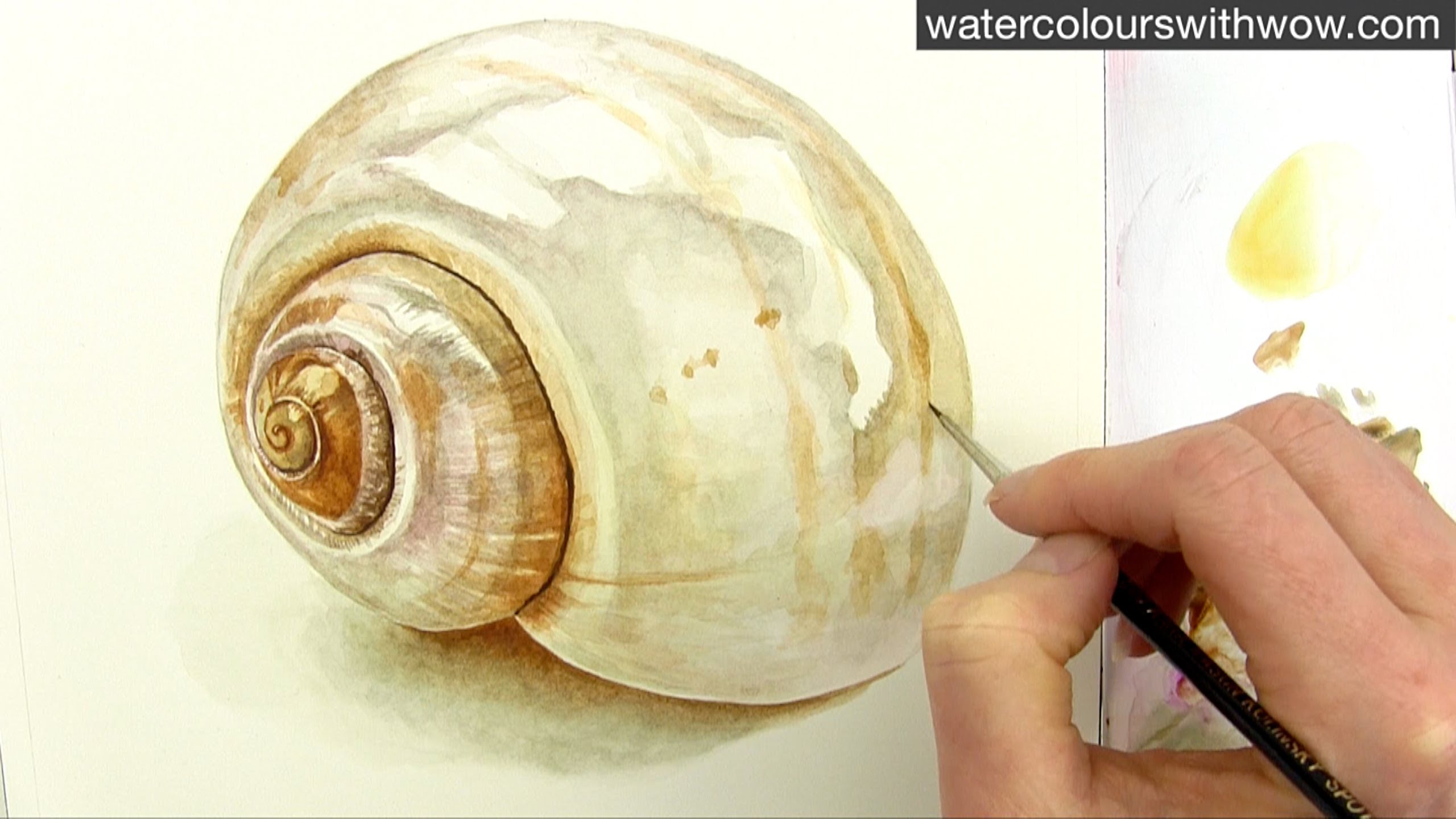 2560x1440 How To Paint A Realistic Shell In Watercolor By Anna Mason - Watercolour Shell Paintings