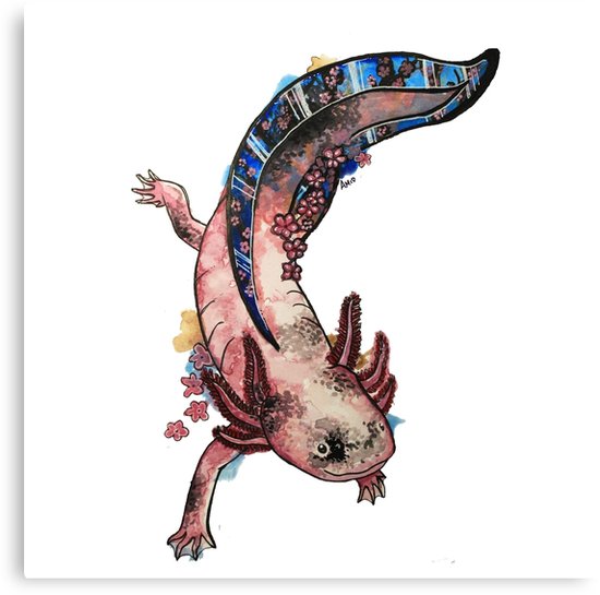 550x545 Cherry Blossom Axolotl Watercolour Splash Canvas Prints By Ashley - Watercolour Splash
