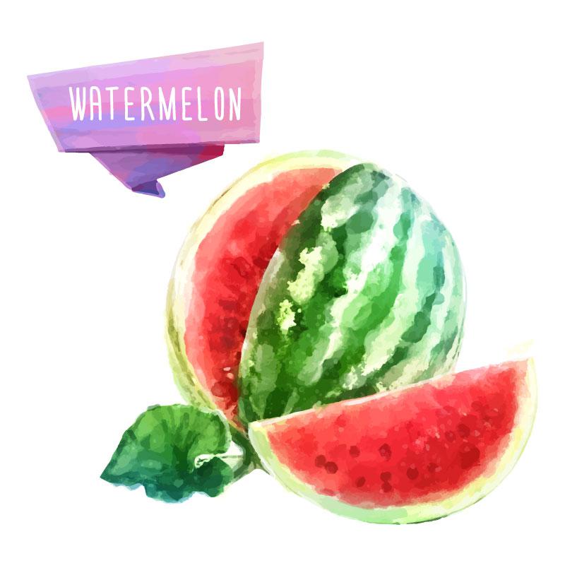 800x797 Watercolor Summer Watermelon Vector [Ai] - Watermelon Watercolor