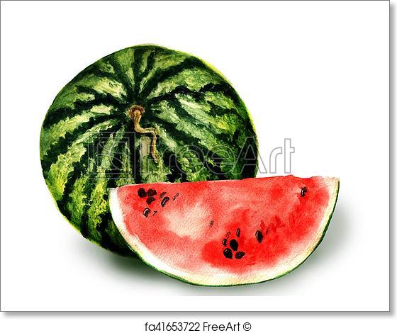 560x470 Free Art Print Of Watermelon. Watercolor Image Of Whole Watermelon - Watermelon Watercolor