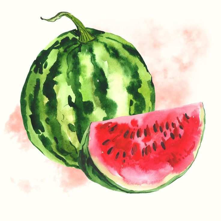 736x736 Watermelon Painting Best Of 25 Best Ideas About Watermelon Drawing - Watermelon Watercolor Painting
