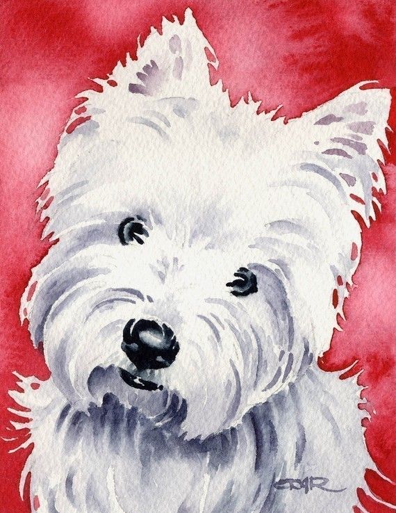 570x738 White West Highland Terrier Dog Art Print Signed By Artist Dj - Westie Watercolor