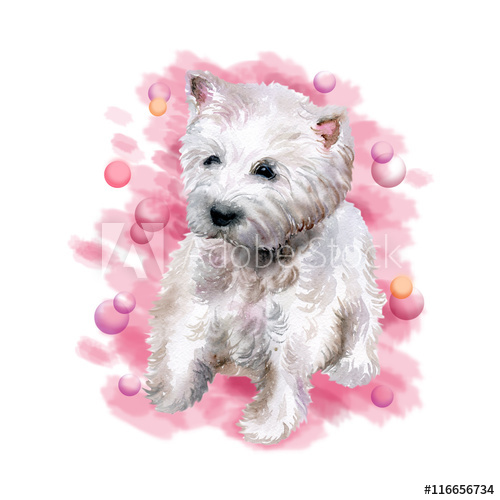 500x500 Watercolor Closeup Portrait Of West Highland White Terrier Breed - Westie Watercolor