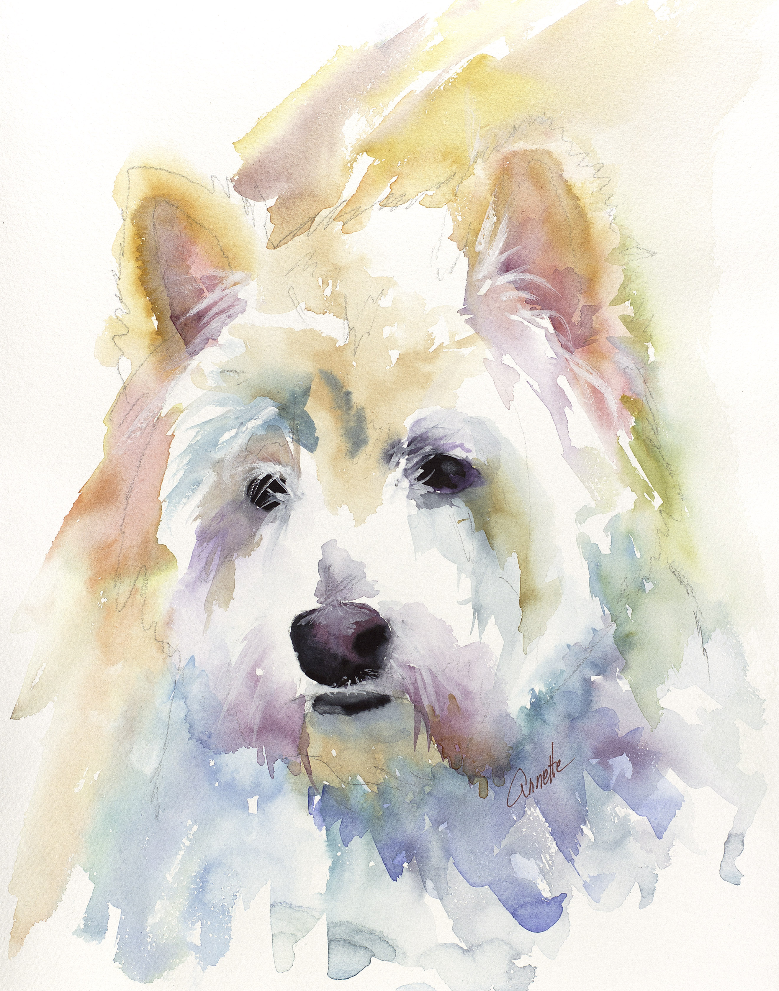 2640x3360 White Dogs Annette Bennett Watercolor Art - Westie Watercolor