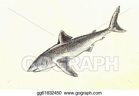 450x312 Shark Clipart Watercolor - Whale Shark Watercolor