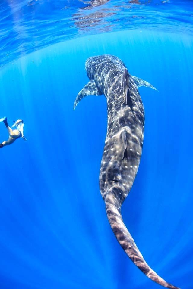 640x960 Shark Pictures To Print Great White Watercolor Print Shark - Whale Shark Watercolor