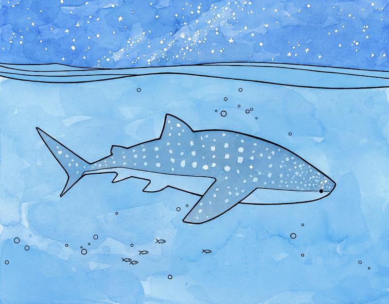 800x626 Whale Shark Watercolor 18784 Enews - Whale Shark Watercolor