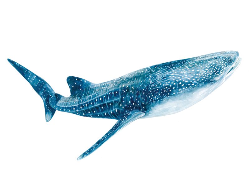 800x600 Whale Shark Print - Whale Shark Watercolor