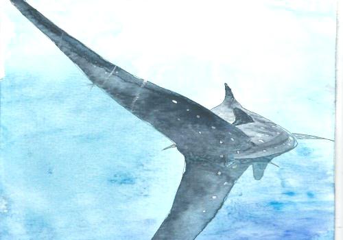 500x350 Colors Painting Books Mycoloring - Whale Shark Watercolor