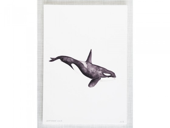 560x420 Killer Whale Watercolor Print By Mary Amp The Locks - Whale Watercolor