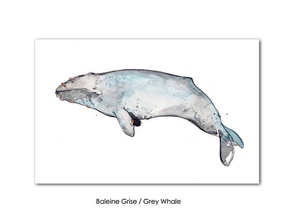 570x440 Small Whales Print Humpback Whale Narwhal Right Whale - Whale Watercolor