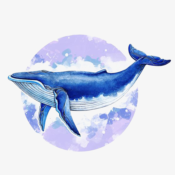 564x564 Watercolor Whale, Watercolor Clipart, Whale Clipart, Hand Painted - Whale Watercolor
