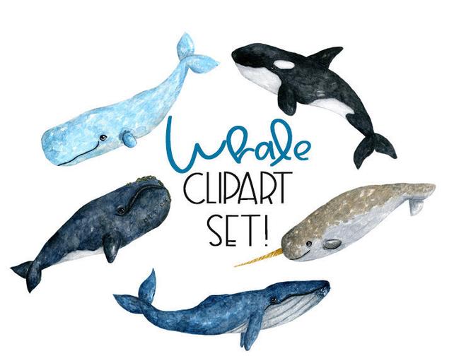 642x514 Watercolor Whale Watercolor Whale Clipart Whale Clipart Etsy - Whale Watercolor