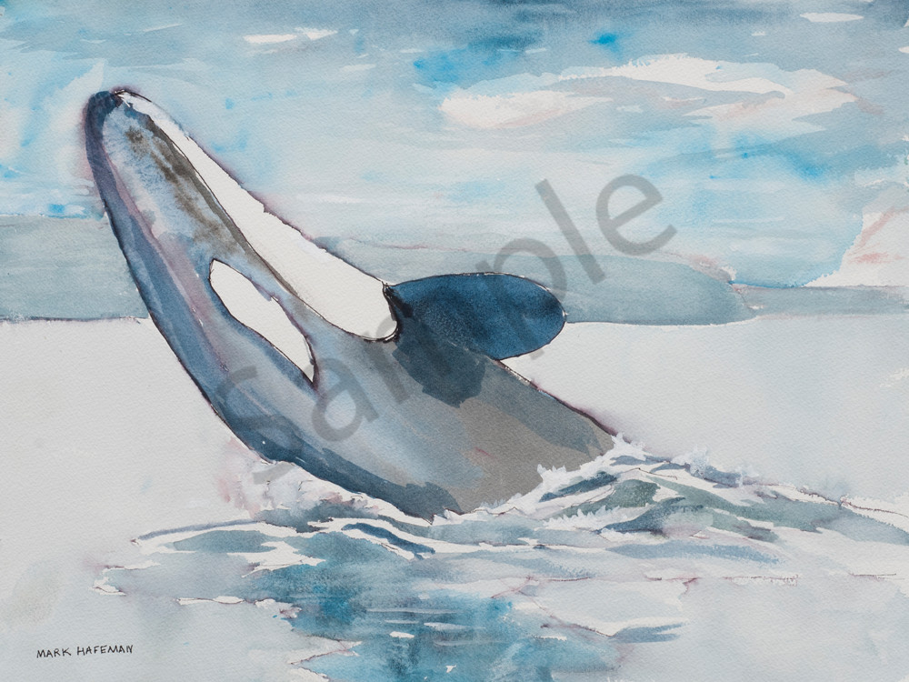1000x750 Dancing Killer Whale Watercolor Painting By Mark Hafeman. - Whale Watercolor