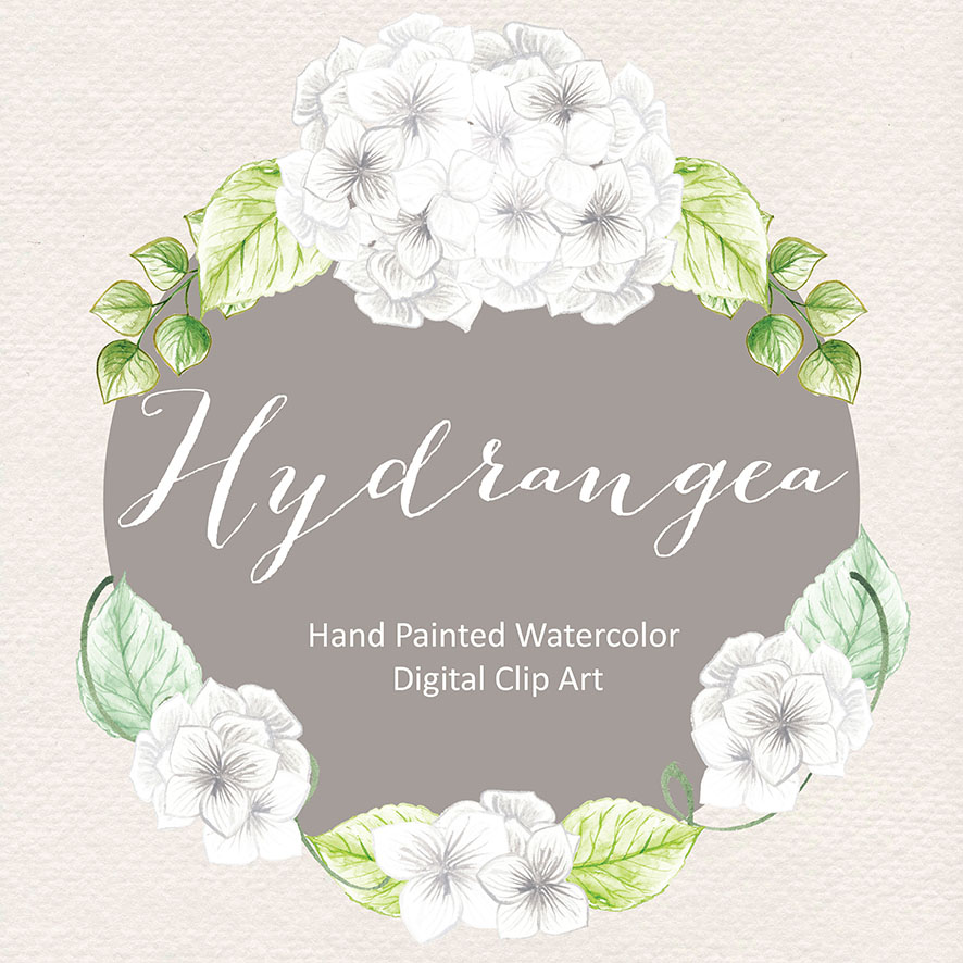 886x886 Watercolor Hydrangea Flowers Clipart, Watercolor Flower, White - White Flower Watercolor