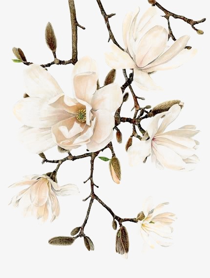 430x568 White Flowers, Creative Flowers, Watercolor Flowers, Cartoon - White Flower Watercolor