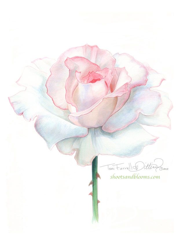 622x856 White Rose Of Peace. Watercolor Painting By Teri Farrell Gittins - White Flower Watercolor
