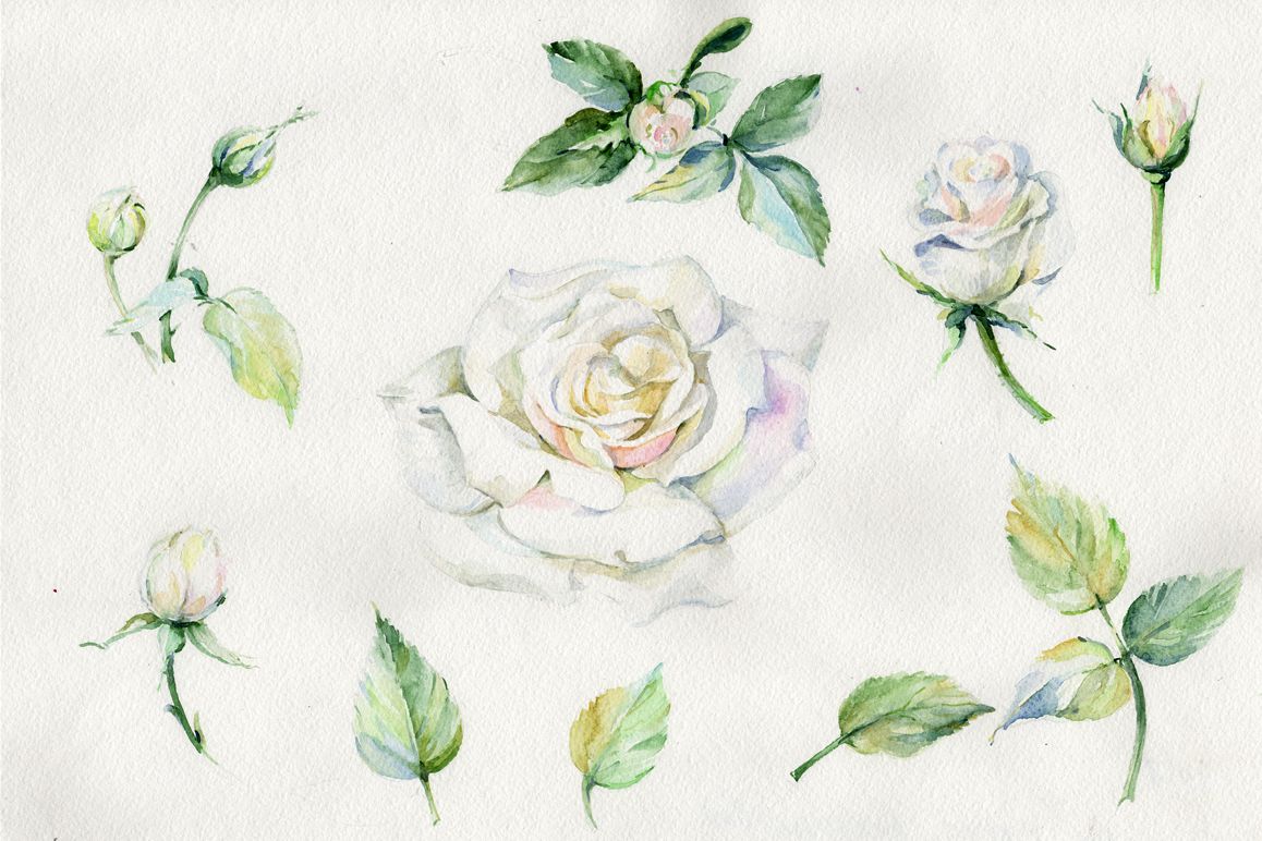 1158x772 White Rose Watercolor Flowers Png Set - White Flower Watercolor