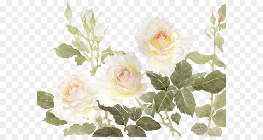 900x480 Garden Roses Centifolia Roses Flower White - White Flower Watercolor