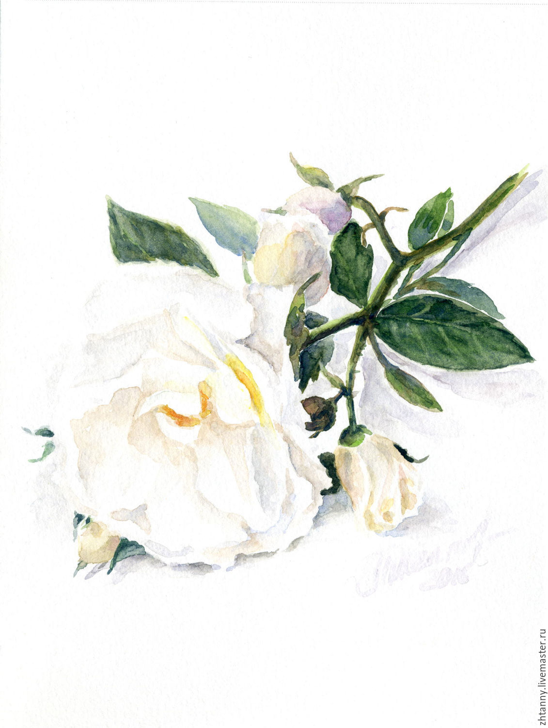 1131x1500 Giclee From Watercolor, The White Rose Shop Online On - White Flower Watercolor