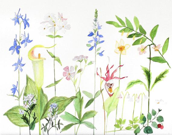 570x448 Museum Quality Prints And Original Watercolor Paintings Available - Wildflower Watercolor Paintings