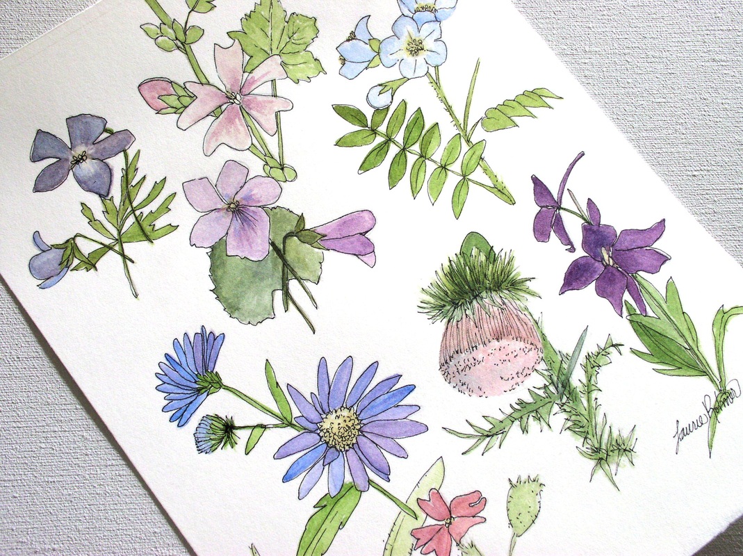 1069x800 Botanical Asters Violets Thistles Phlox Watercolor Floral - Wildflower Watercolor Paintings