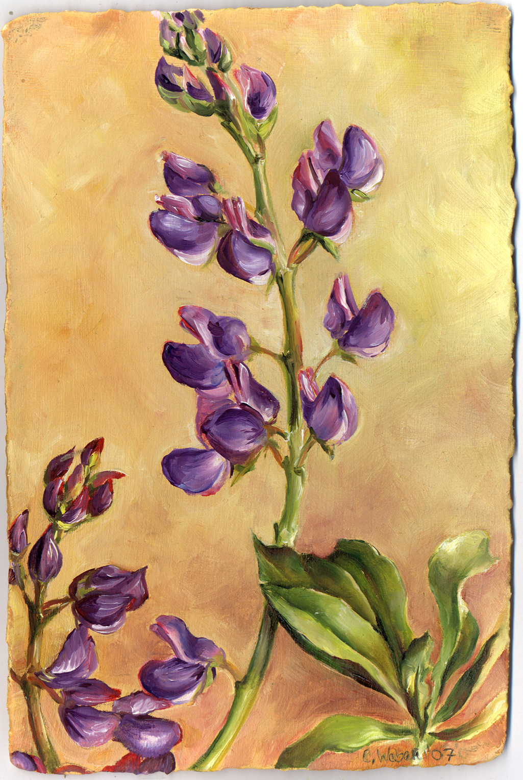 1025x1528 Flower Sale 2 Cathy Weber - Wildflower Watercolor Paintings