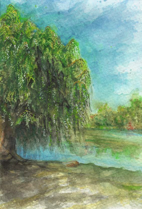 476x700 Toogood Pond Park Willow Tree Portfolio Of Ken Yuen True - Willow Tree Watercolor