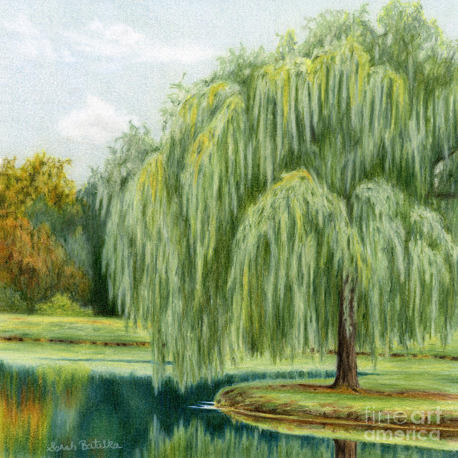 900x900 Under The Willow Tree Painting By Sarah Batalka - Willow Tree Watercolor