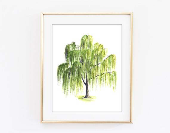 570x446 Weeping Willow Tree Watercolor Art Print Woodland Poster Etsy - Willow Tree Watercolor