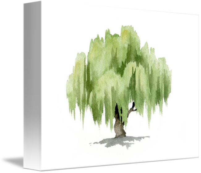 Willow Tree Watercolor at Explore collection of