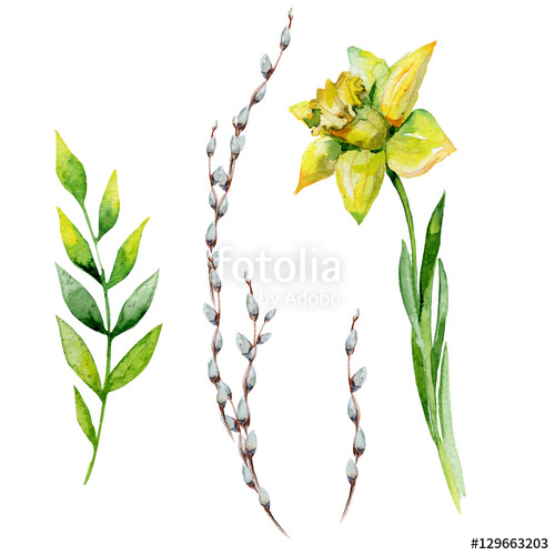 500x500 Watercolor Easter Set With Pussy Willow, Herbs And Daffodil. May - Willow Watercolor