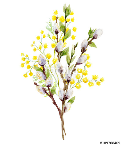 420x500 Watercolor Willow Tree Branches Stock Photo And Royalty Free - Willow Watercolor