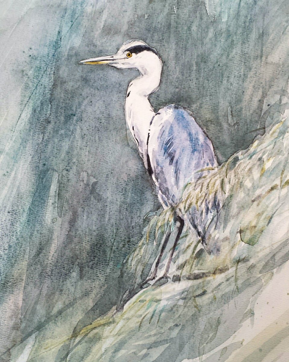 959x1200 Chris Pendleton On Twitter Heron In A Willow Watercolour - Willow Watercolor