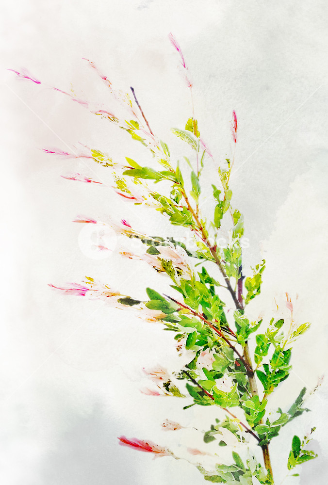676x1000 Illustration Of Watercolor Variegated Willow On A Vintage - Willow Watercolor