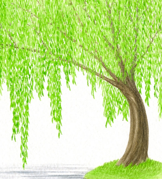570x628 Original Painting, Tree Watercolor, Weeping Willow Tree And Water - Willow Watercolor