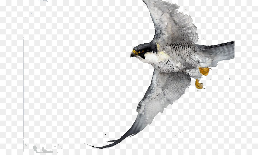 900x540 Bird Watercolor Painting Drawing Work Of Art - Wings Watercolor