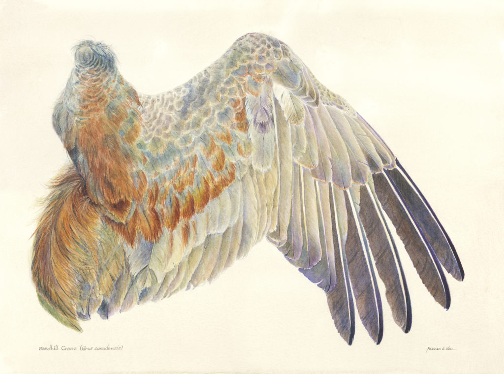 1024x760 Celebrating Wings In Watercolor - Wings Watercolor