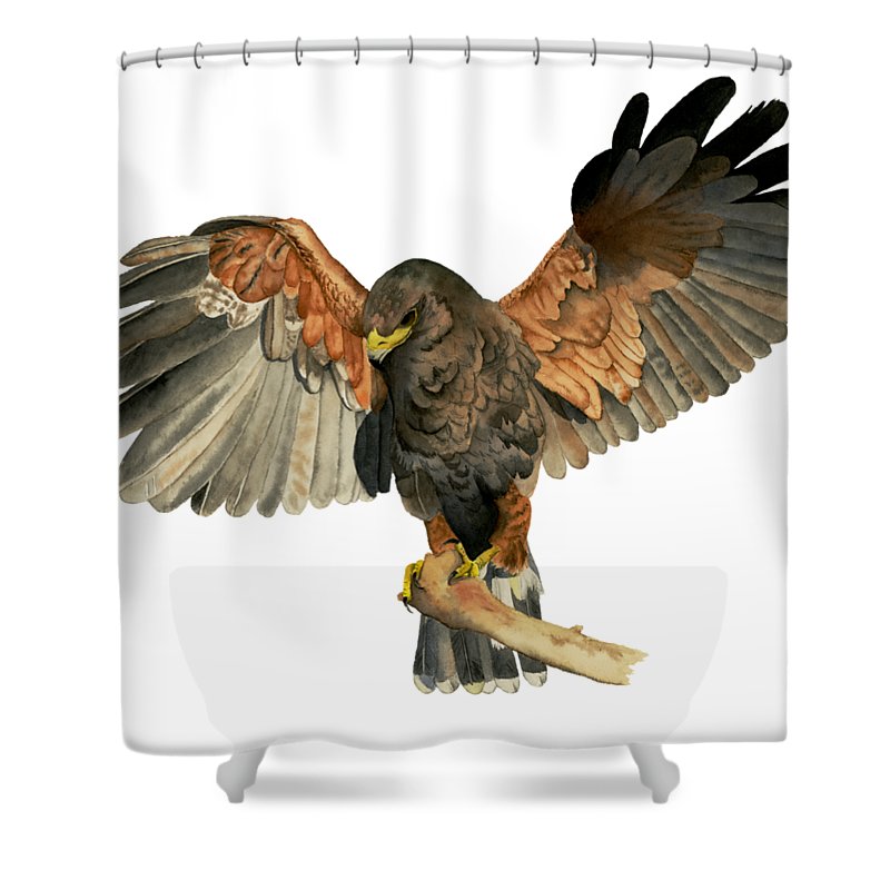 800x800 Hawk Flapping Wings Watercolor Painting Shower Curtain For Sale By - Wings Watercolor