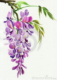 Wisteria Watercolor