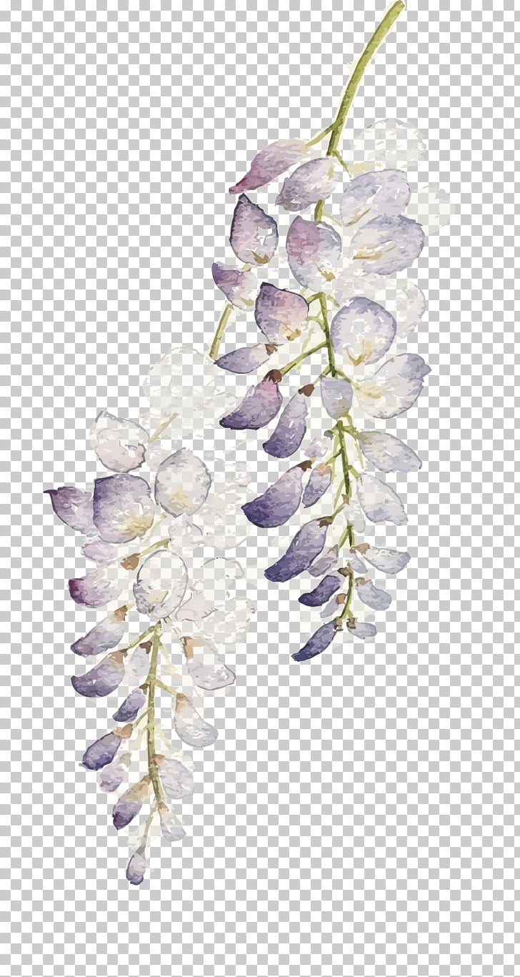 728x1367 Flower Watercolor Painting Wisteria Floribunda, Watercolor Flowers - Wisteria Watercolor