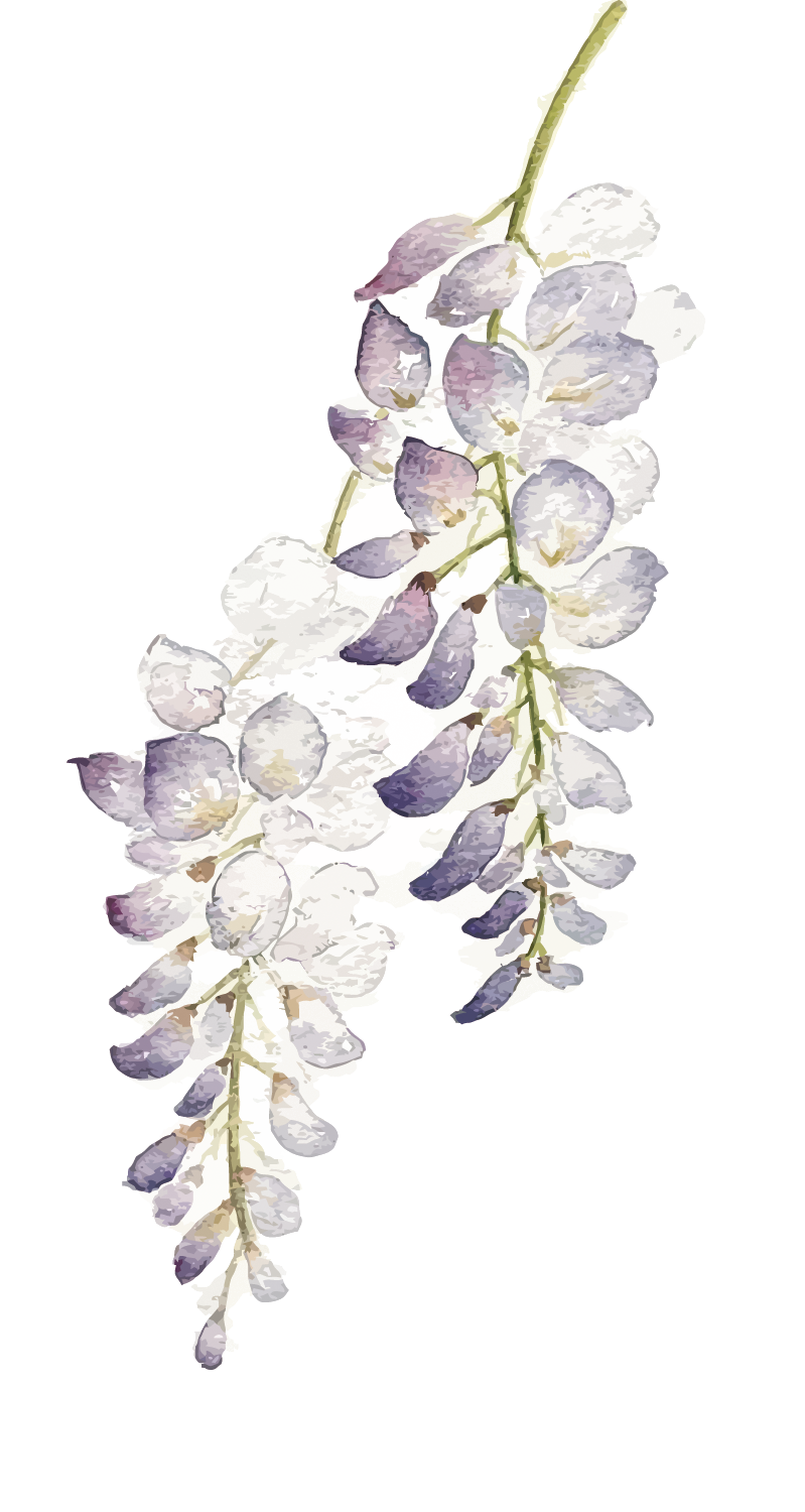 799x1500 Flower Watercolor Painting Wisteria Floribunda - Wisteria Watercolor