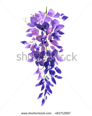 375x470 Collection Of Wisteria Flower Drawing High Quality, Free - Wisteria Watercolor