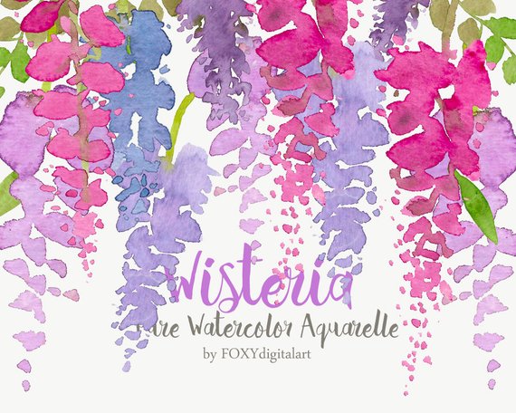 570x456 Watercolor Flowers Wisteria Clipart Aquarelle Floral Set Etsy - Wisteria Watercolor