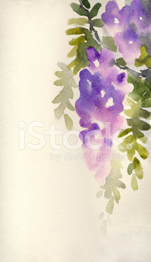 593x1024 Watercolor Violet Wisteria In Blossom Stock Vector - Wisteria Watercolor