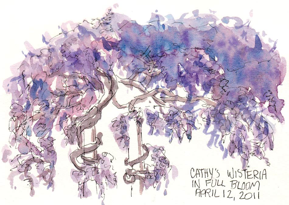 950x673 Wisteria Hysteria In Berkeley Jana Bouc, Artist - Wisteria Watercolor