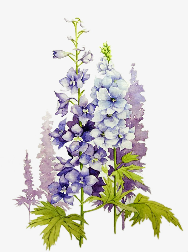 600x805 Wisteria Watercolor Picture Material, Watercolor Clipart, Wisteria - Wisteria Watercolor
